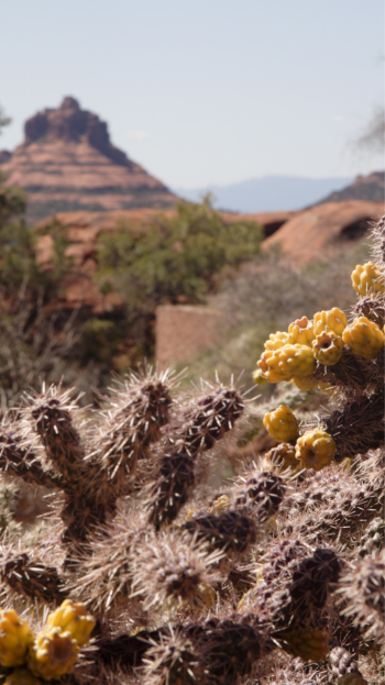 Private Flights to Sedona Vortex Sites in Sedona, Arizona