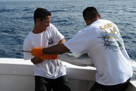 Cabo Marlin Fishing 14 scaled opt