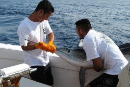 Cabo Marlin Fishing 15 scaled opt