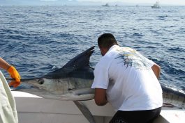 Cabo Marlin Fishing 16 scaled opt