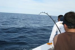 Cabo Marlin Fishing 5 scaled opt