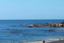 Cabo San Lucas Black Blue Marlin Contest 17 scaled 1