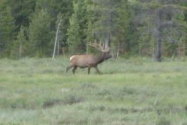 Yellowstone 10 scaled opt