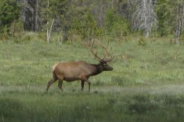 Yellowstone 13 scaled opt