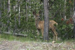 Yellowstone 15 scaled opt