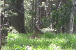 Yellowstone 35 scaled opt