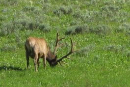 Yellowstone 40 scaled opt