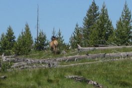 Yellowstone 89 scaled opt